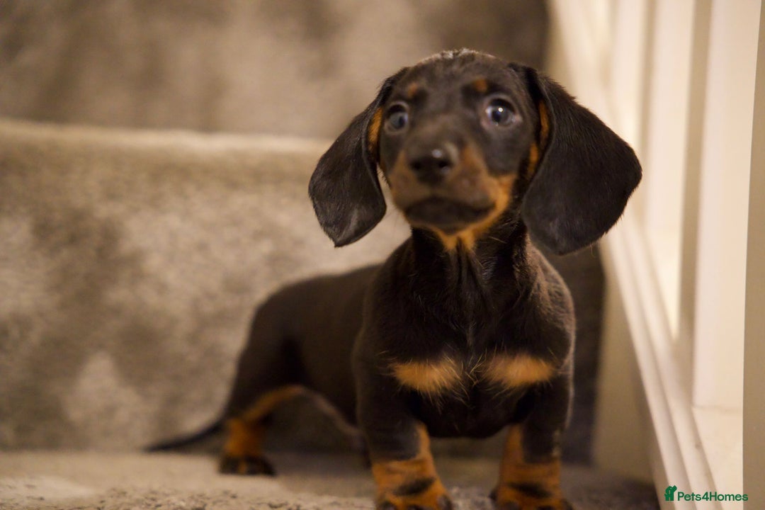 Dachshund dogs for sale: Dachshund boy pure breed stunning - Advert 4
