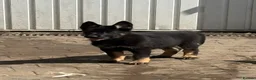 German Shepherd dogs for sale: KC Reg Stunning Working Line German Shepherd Pups - Advert 12