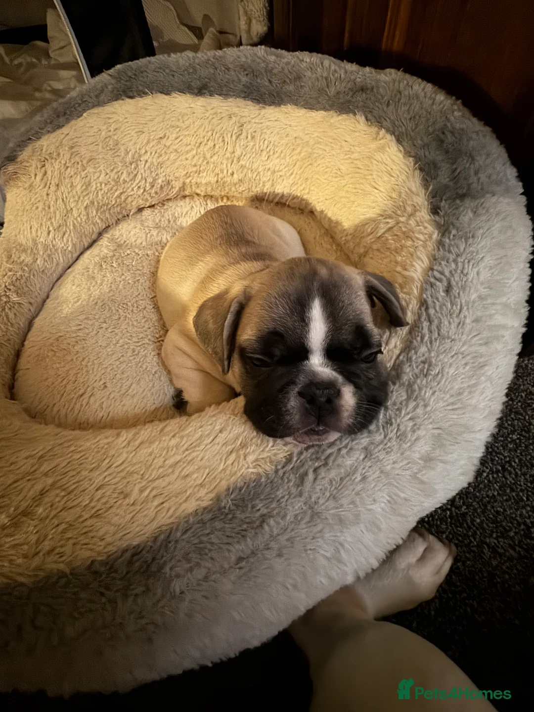 French Bulldog dogs for sale: DWKC Registered Puppies – Health Tested  - Advert 14