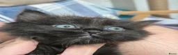 Ragdoll cats for sale: BSH Ragdoll mix in Luton - Advert 25