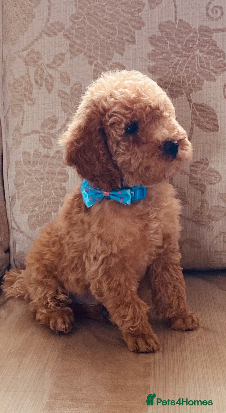 Toy Poodle dogs TOY POODLE GIRLS AND BOYS READ NOW  - Advert 15