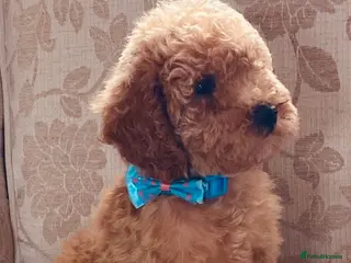 Toy Poodle dogs TOY POODLE GIRLS AND BOYS READ NOW - Advert 3
