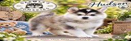 Pomsky dogs for sale: Stunning F3 Pomsky Puppies - Advert 31