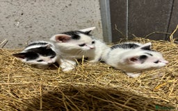 Mixed Breed cats for sale: Kittens - Image 3