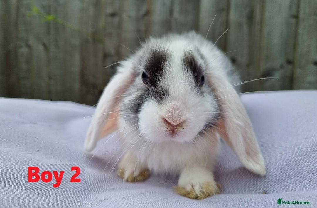 Mini Lop rabbits for sale: Gorgeous Mini Lop X French Bunnies Ready to Go! - Image 11