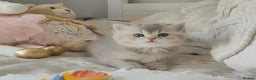Scottish Fold cats for sale: Scottish fold/straight  - Advert 1