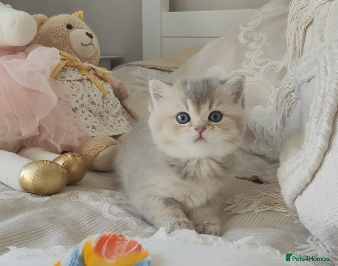 Scottish Fold cats for sale: Scottish fold/straight  - Advert 1