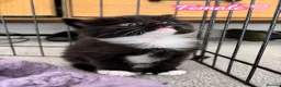 Mixed Breed cats for sale: Beautiful Kittens Looking for Their Forever Home - Advert 18