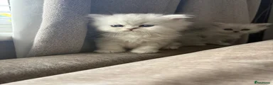 Persian Kitten 2
