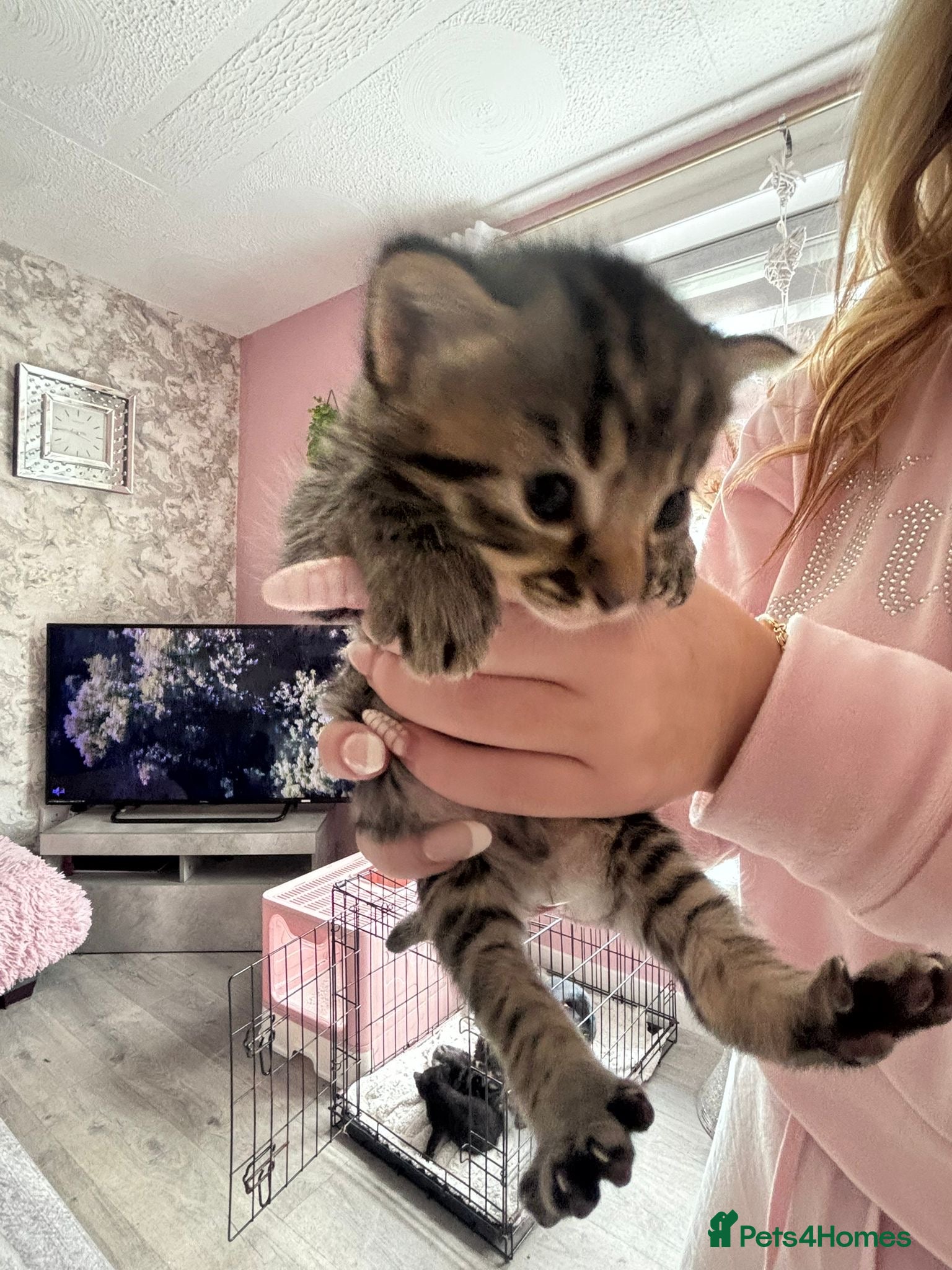 Mixed Breed cats Bengal x mixed litter - Advert 10