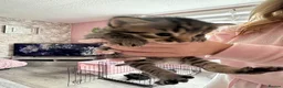 Mixed Breed cats for sale: Bengal x mixed litter - Advert 1
