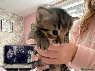Mixed Breed cats Bengal x mixed litter - Advert 1