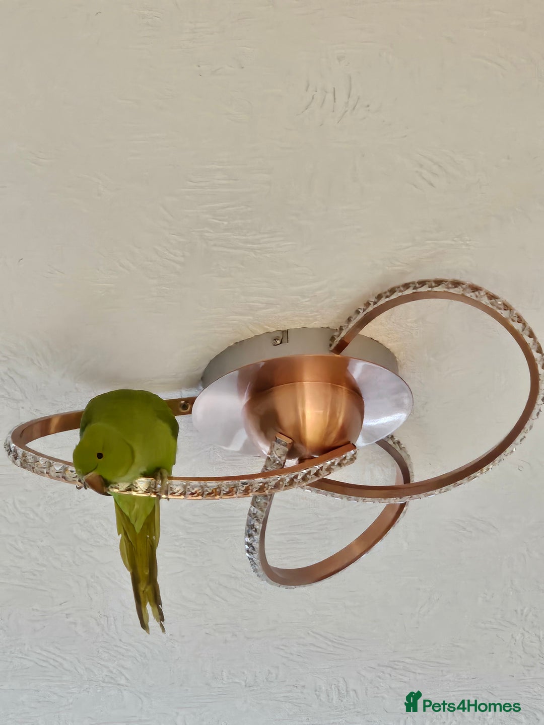 Ringnecks birds for sale: Sell parrot  Ringneck  - Advert 5