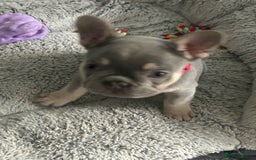 French Bulldog dogs for sale: *READY TO LEAVE* stunning lilac/tan girl frenchie - Image 20