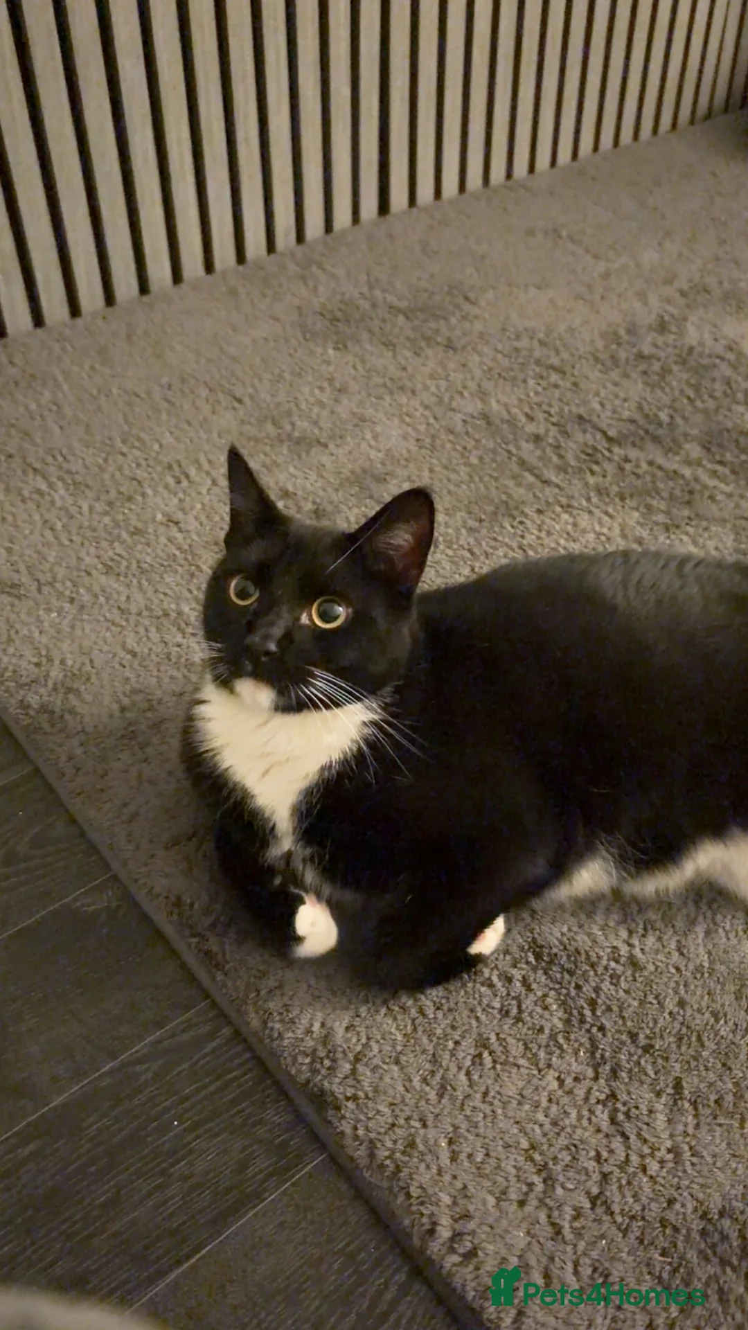 Domestic Shorthair cats for sale: Lovely Black & White Male Kitten - Advert 2