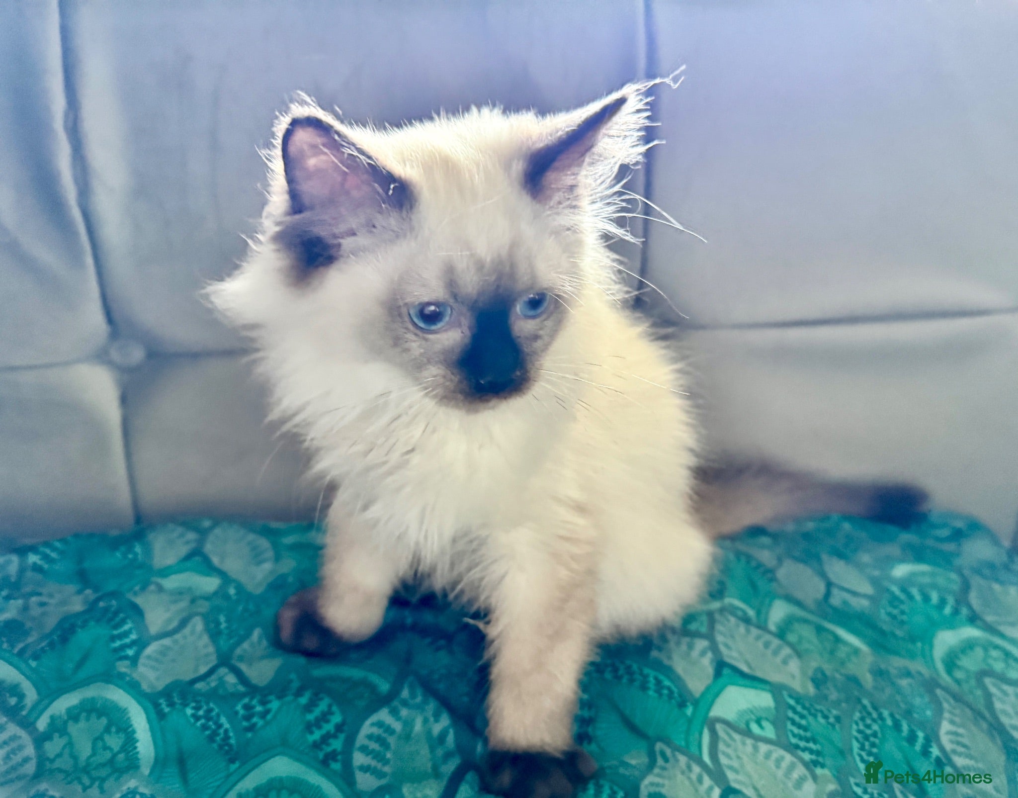 Ragdoll cats Stunning Ragdoll kittens - Advert 2