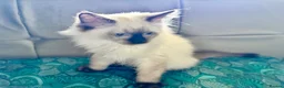 Ragdoll cats for sale: Ragdoll kittens - Advert 1