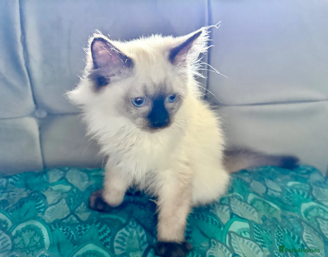 Ragdoll cats for sale: Ragdoll kittens - Advert 1