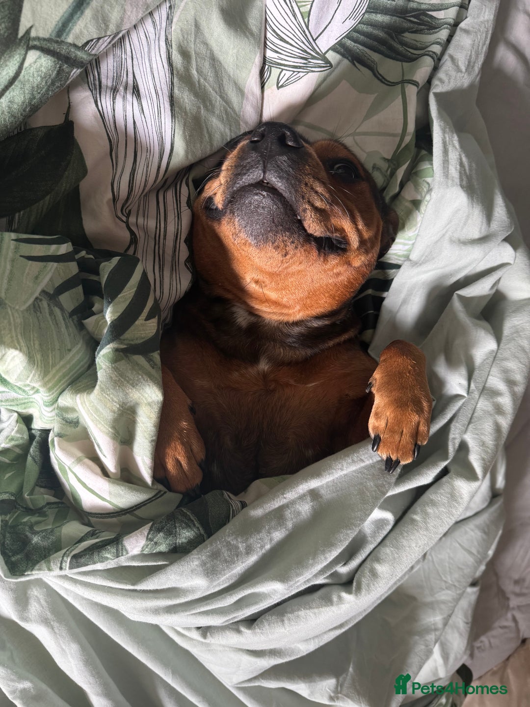 Staffordshire Bull Terrier dogs for sale: KC Staffordshire bull terrier puppies  - Advert 15