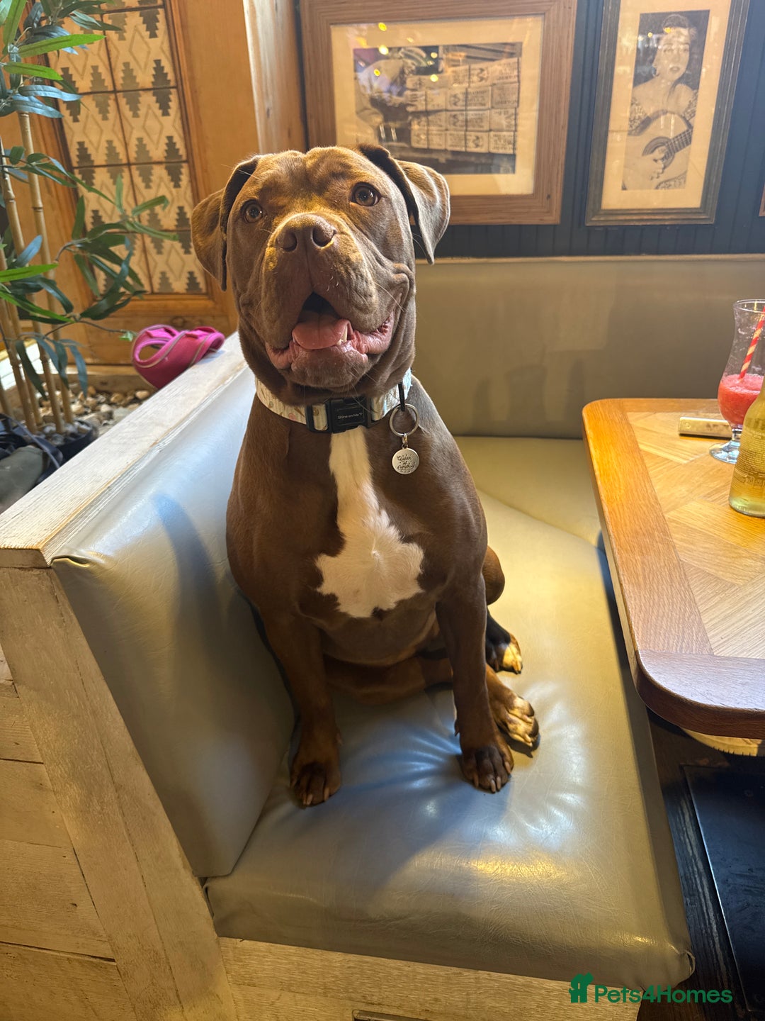 Mixed Breed dogs for sale: 15 month Dogue de Bordeaux x American bully female - Advert 4