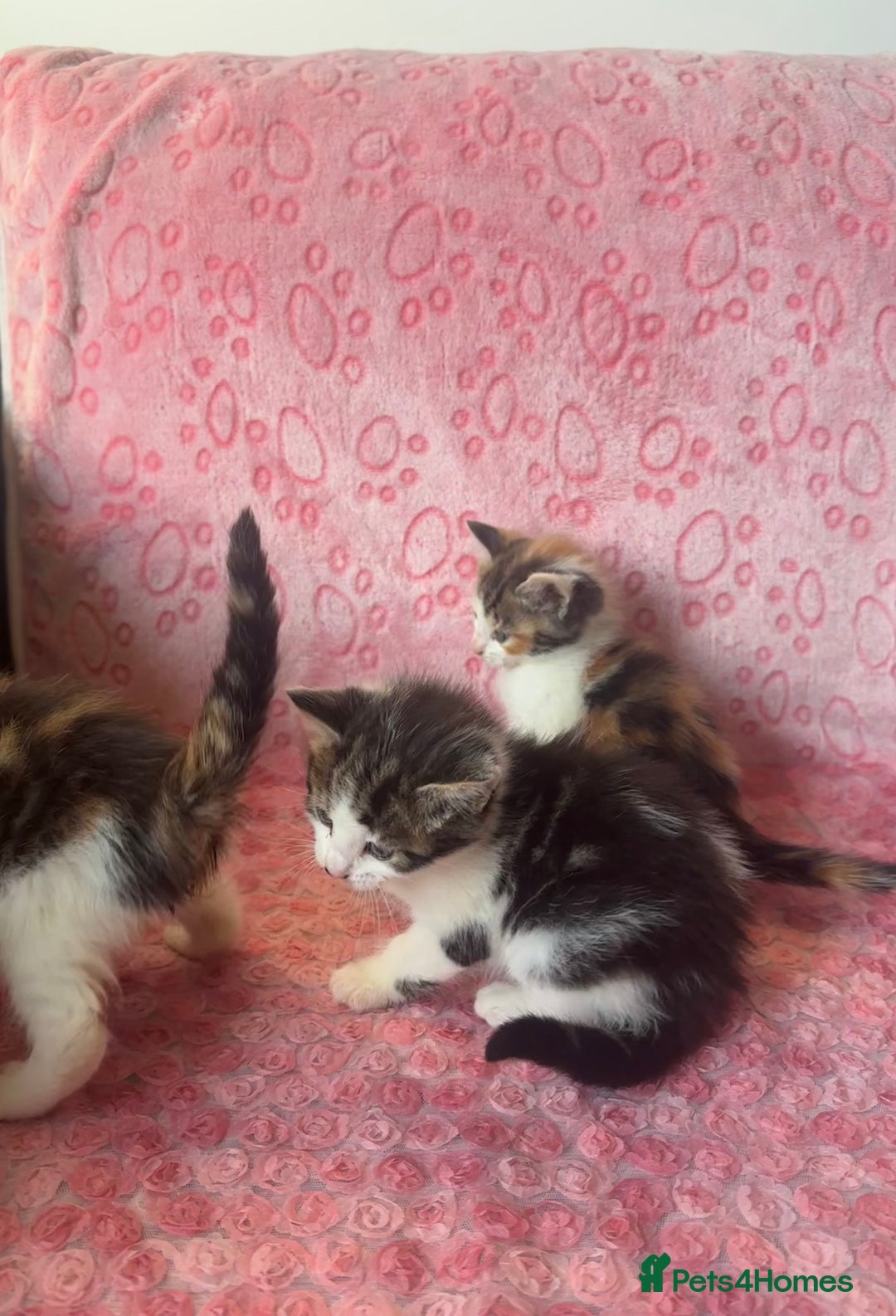 Mixed Breed cats for sale: Beautiful Calico Kittens 🥰💝 - Advert 9