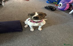 Mixed Breed dogs for sale: Female dog  - Image 6