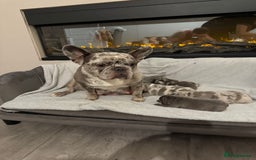 French Bulldog dogs for sale: Beautiful blue and lilac merle French bulldogs - Image 2