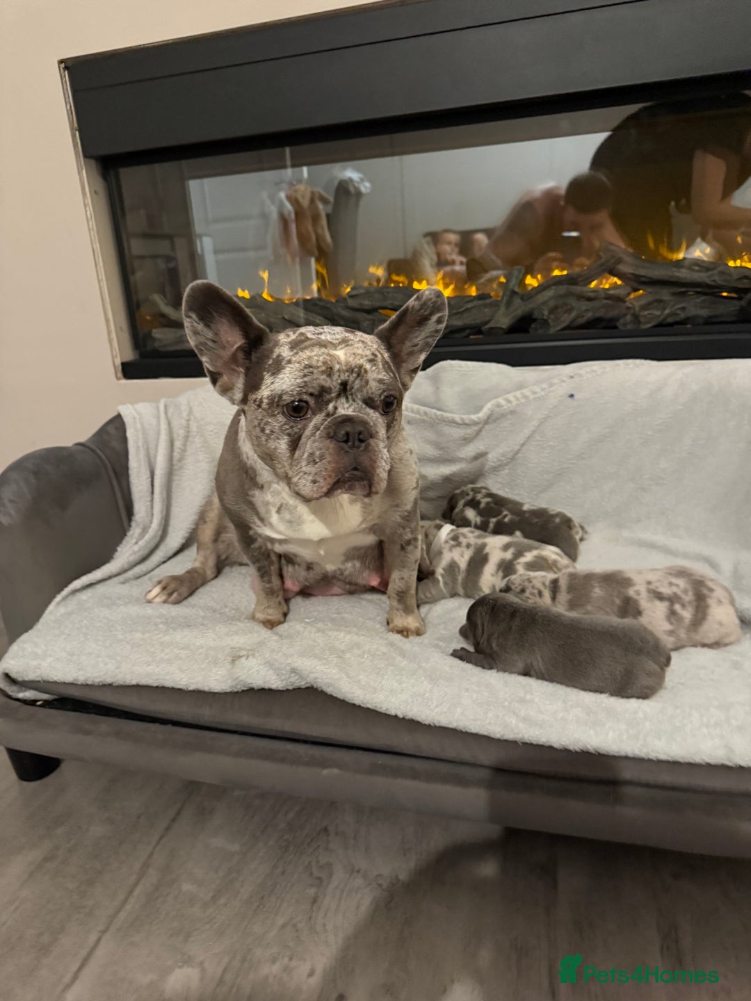 French Bulldog dogs for sale: Beautiful blue and lilac merle French bulldogs - Image 2