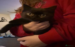 Mixed Breed cats for sale: Mixed British shorthair kittens for sale  - Advert 1