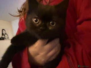 Mixed Breed cats for sale: Mixed British shorthair kittens for sale - Advert 1