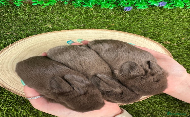 Mini Lop rabbits - Advert 12