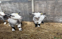 Goats livestock for sale: Hilarious friendly baby Pygmy kids for sale  - Image 12