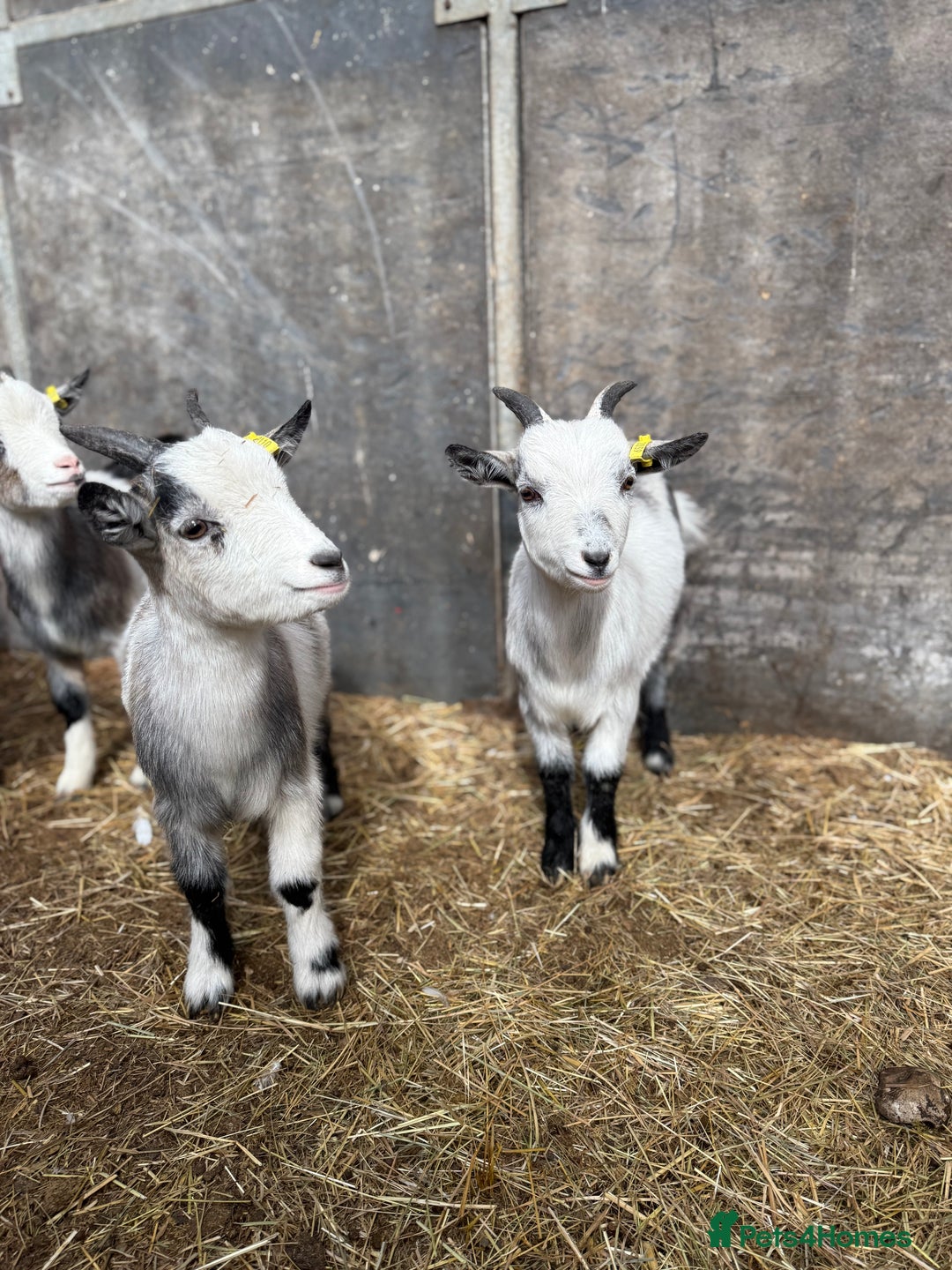 Goats livestock for sale: Hilarious friendly baby Pygmy kids for sale  - Image 12