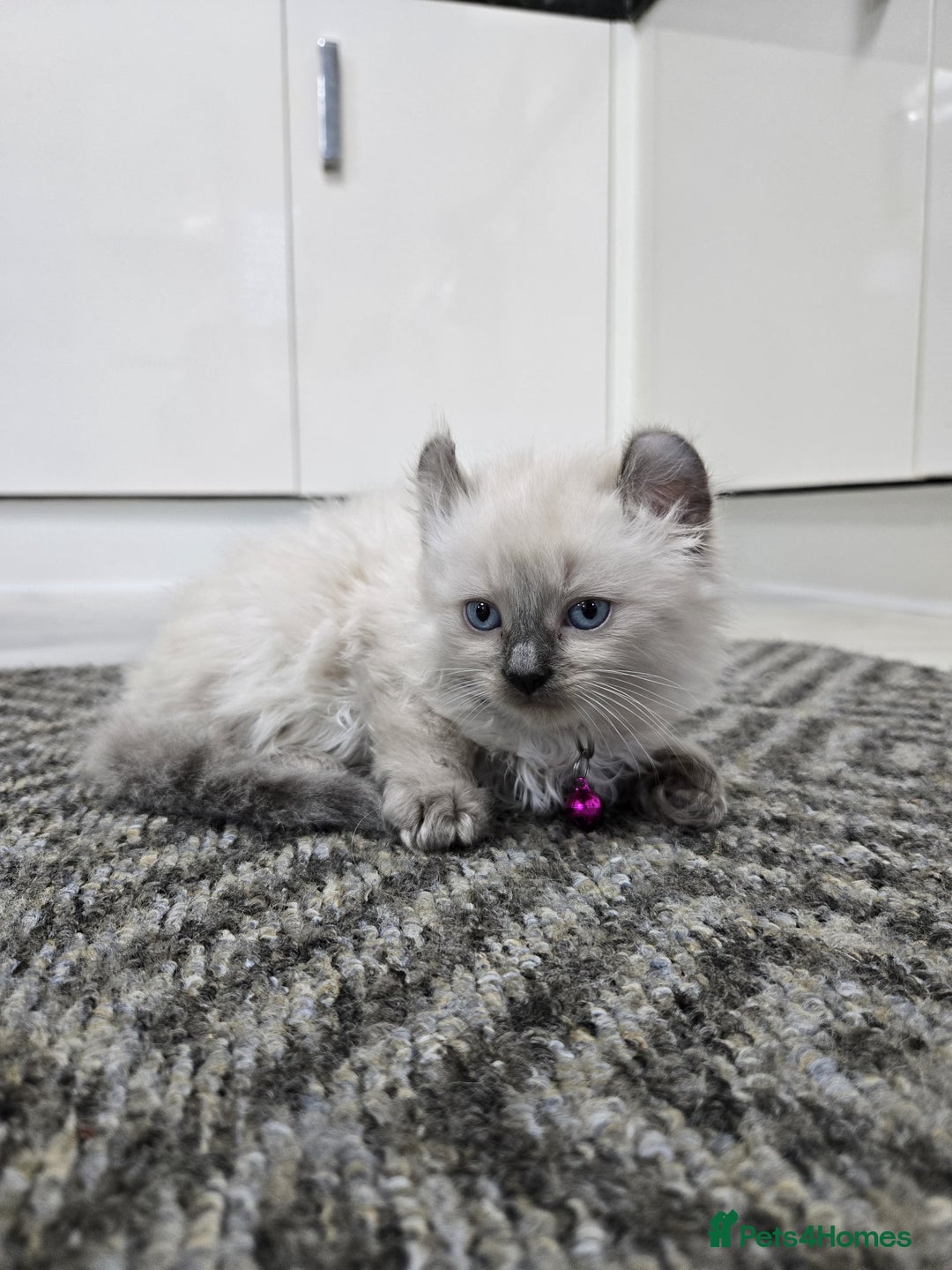 American Curl cats for sale: RARE, Unique, Affectionate American Curl Kittens!  - Advert 16