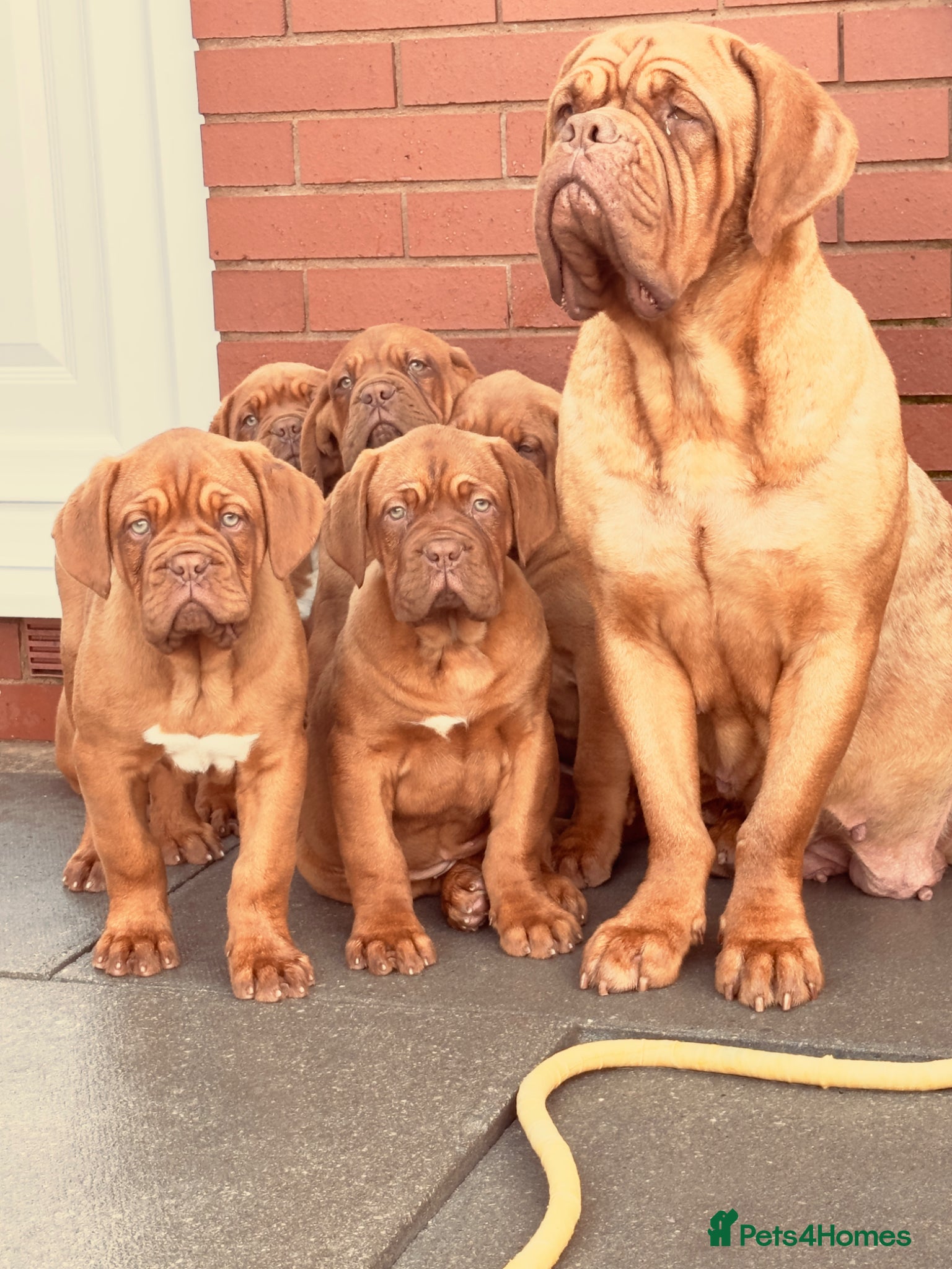 Dogue De Bordeaux dogs Show quality males available! - Advert 2