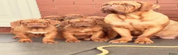 Dogue De Bordeaux dogs for sale: 3 Beautiful boys available ! - Advert 2