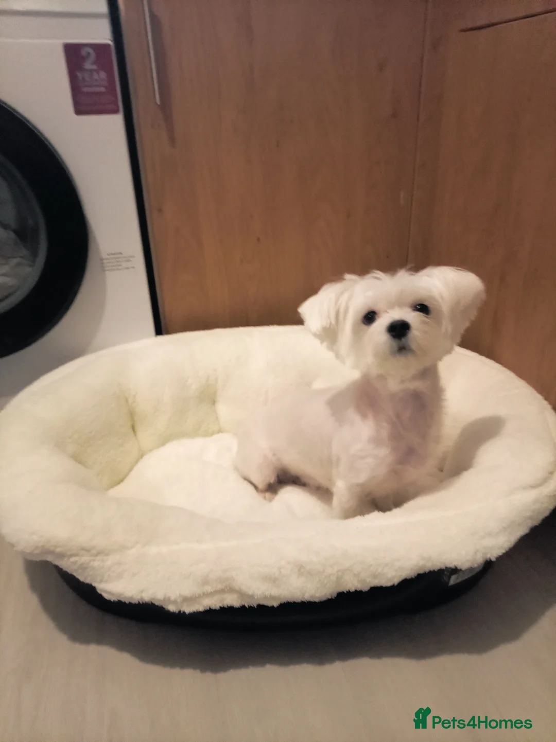 Maltese dogs for sale: Beautiful Maltese Boy Hypoallergenic - Advert 13