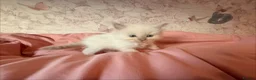 Ragdoll cats for sale: 🌟RAGDOLL KITTENS 🌟 - Advert 7