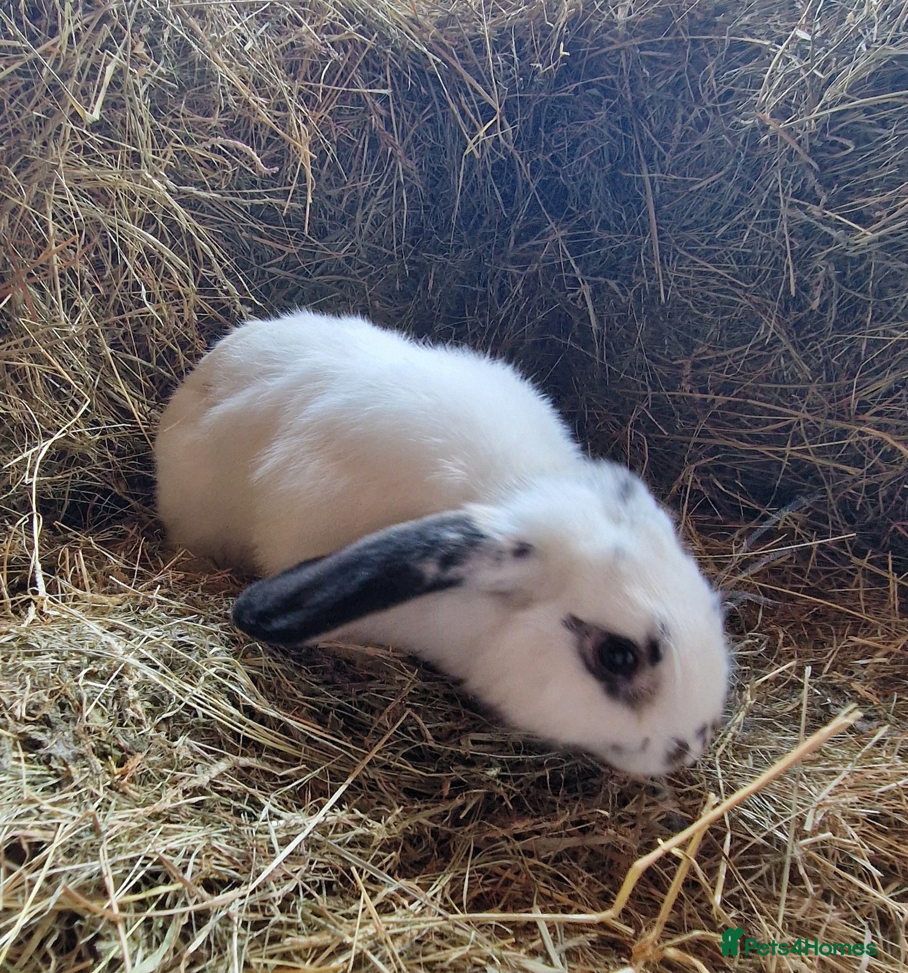 Mini Lop rabbits for sale: Beautiful mini lop boy for sale - Advert 3