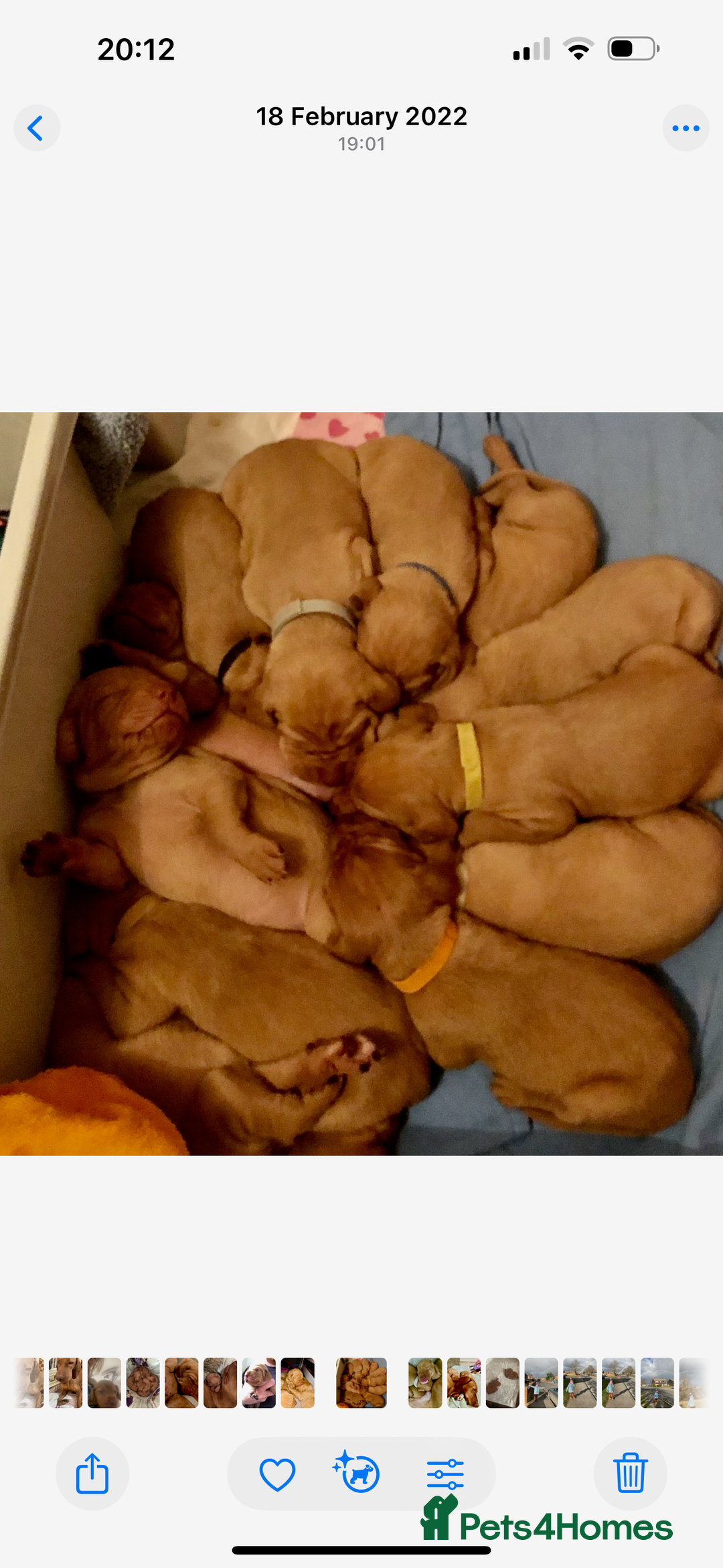 Hungarian Vizsla dogs for sale:  ❄️ Vizsla Pups Due 27th Dec ❄️ - Advert 5