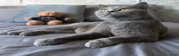 British Shorthair cats for sale: BSH female, gccf active can help with transport  - Advert 5