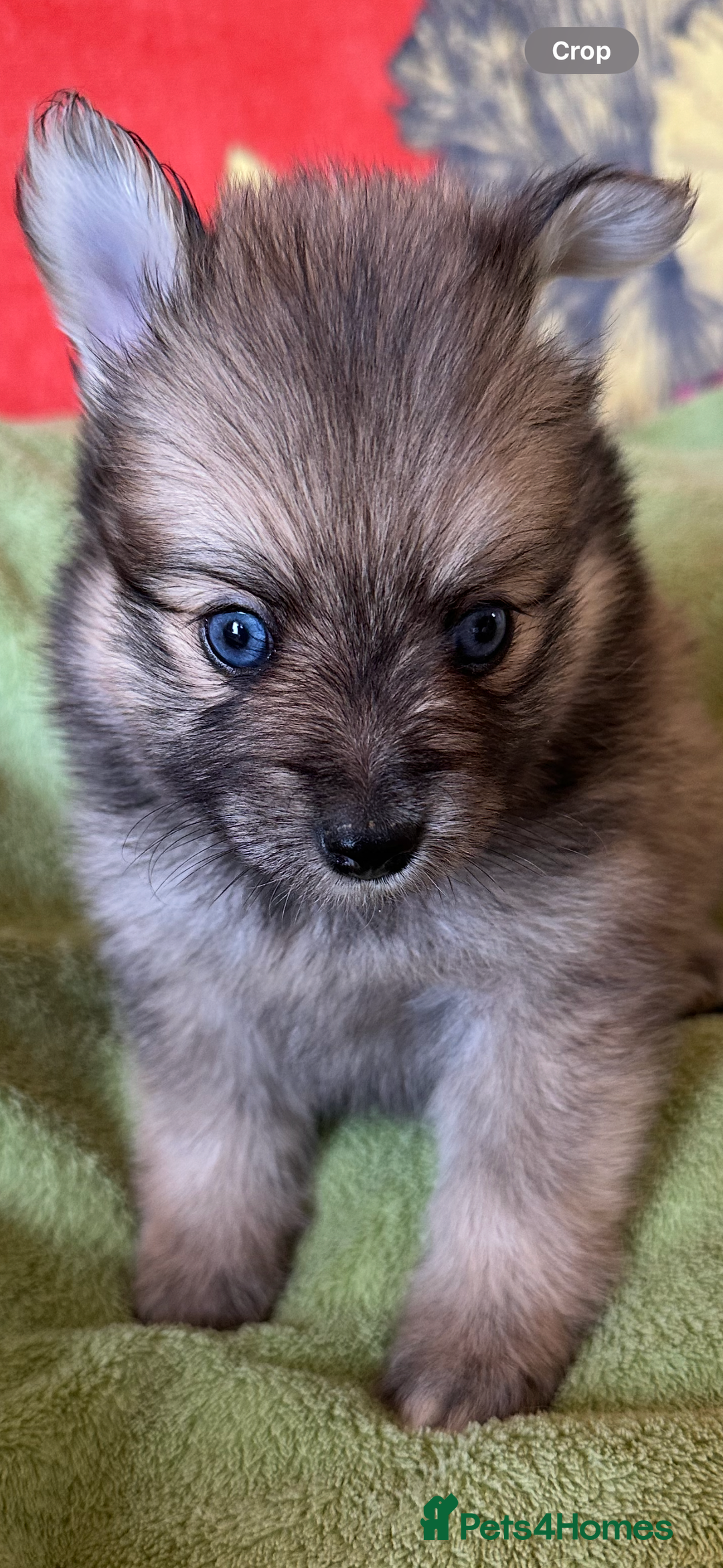 Pomsky dogs for sale: Amazing pomsky puppies - Advert 9