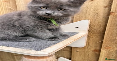 Maine Coon cats - Advert 12