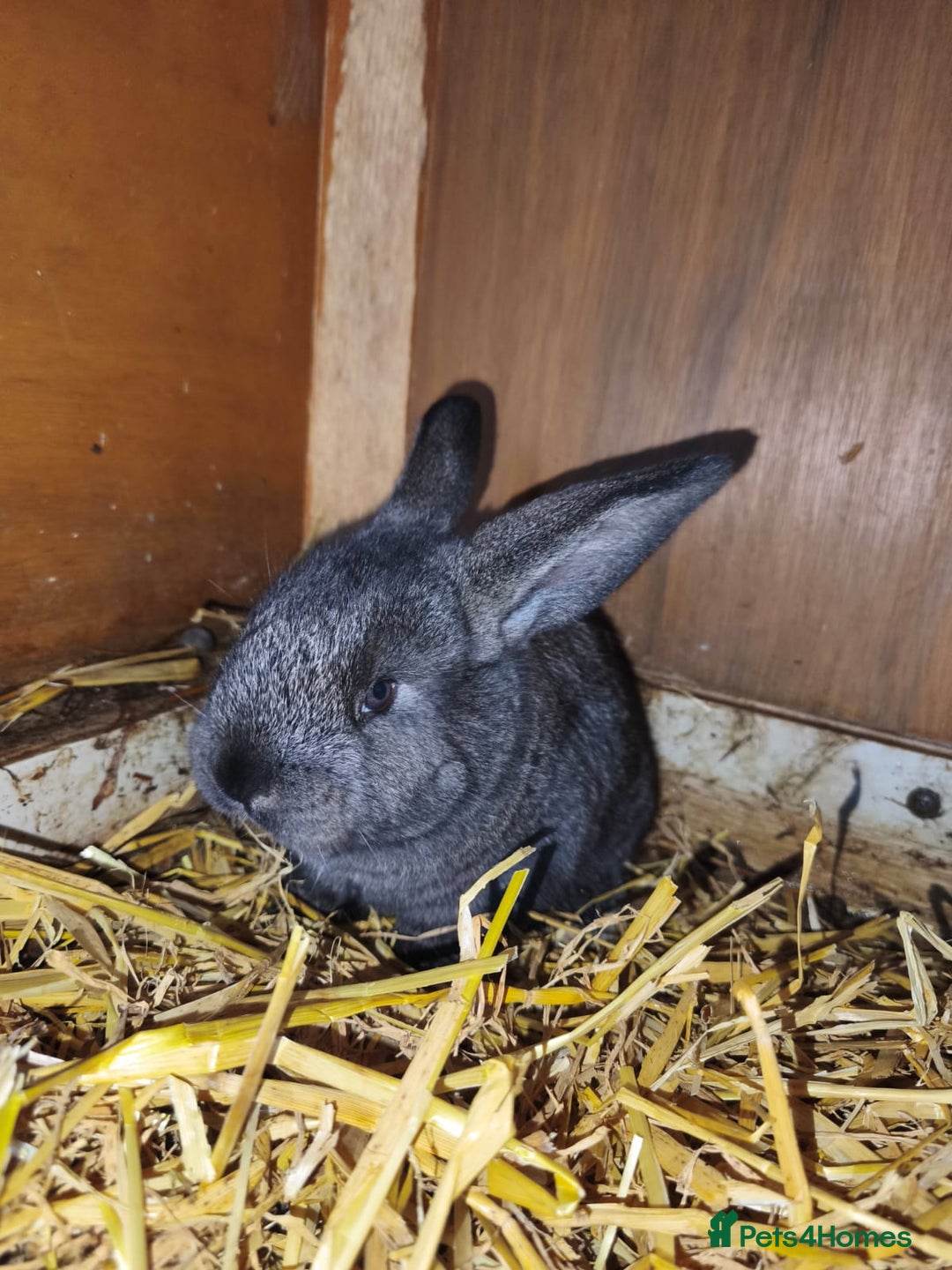 Continental Giant rabbits for sale: Continental giant baby rabbits - Advert 3