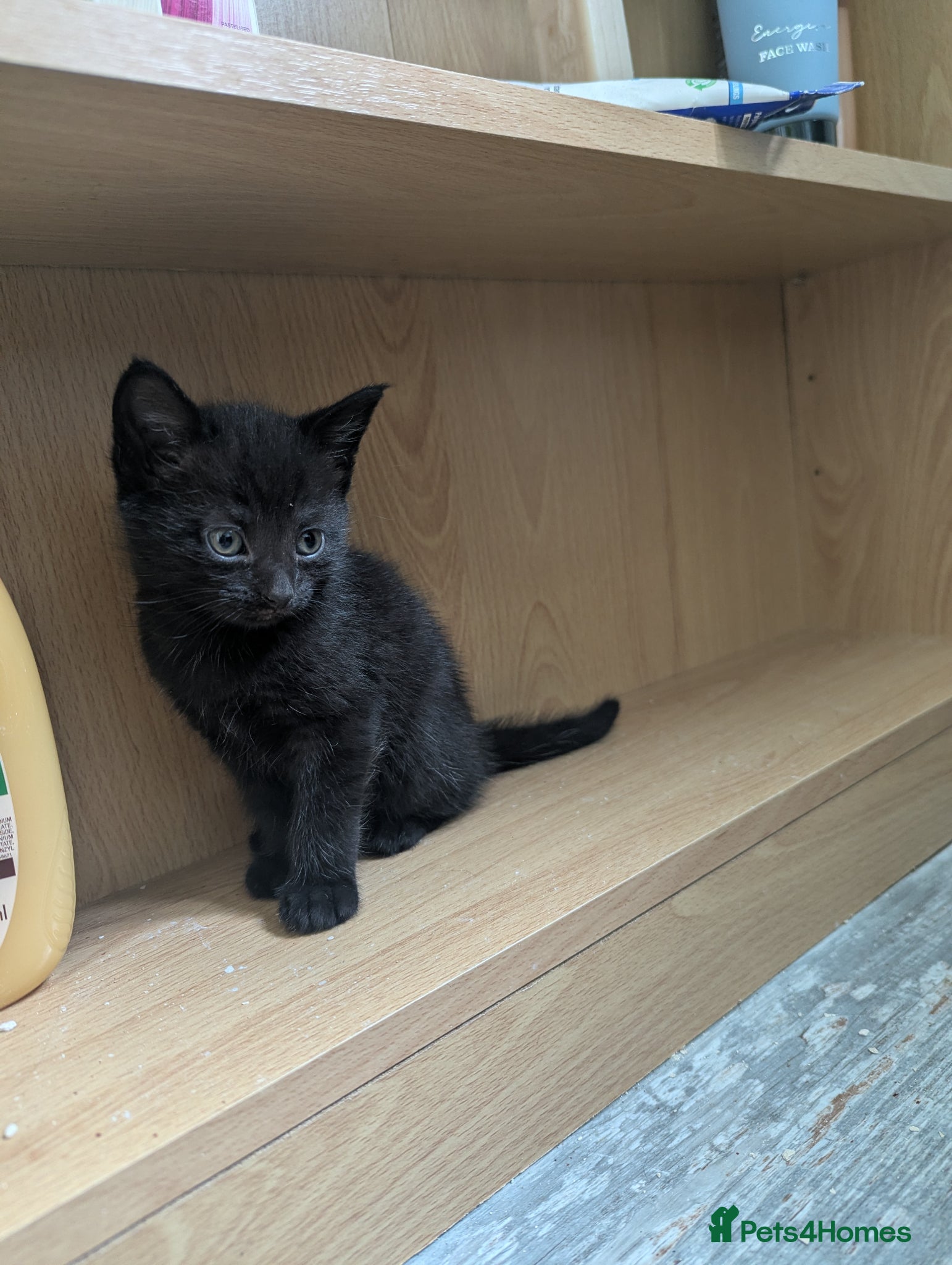 Domestic Shorthair cats for sale: 2 beautiful female kittens  - Advert 5