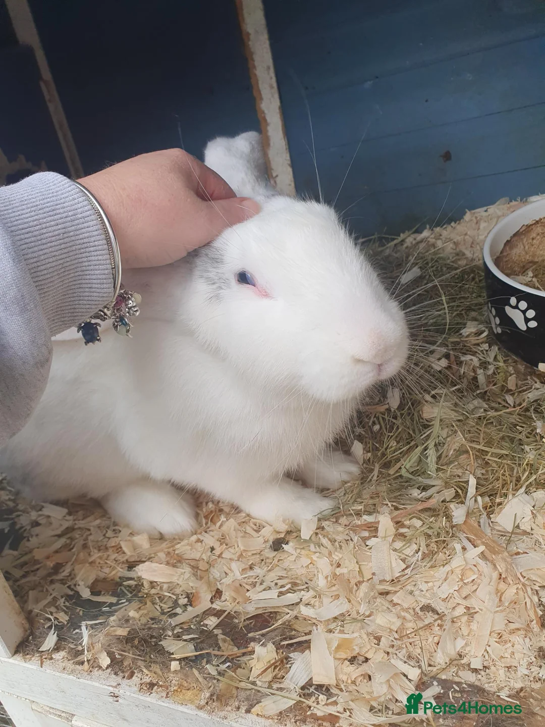 Continental Giant rabbits for sale: Female Magpie continental giant - Advert 2