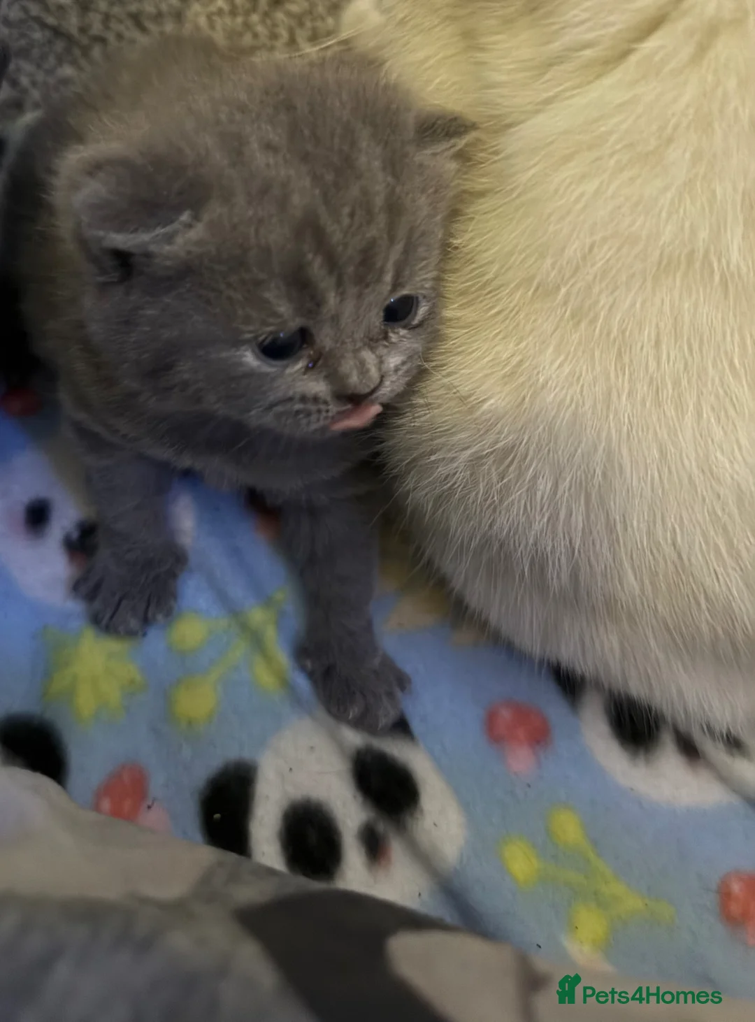 British Shorthair cats for sale: Gorgeous kittens  - Advert 1