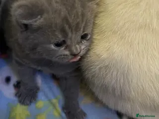 British Shorthair cats Gorgeous kittens - Advert 1