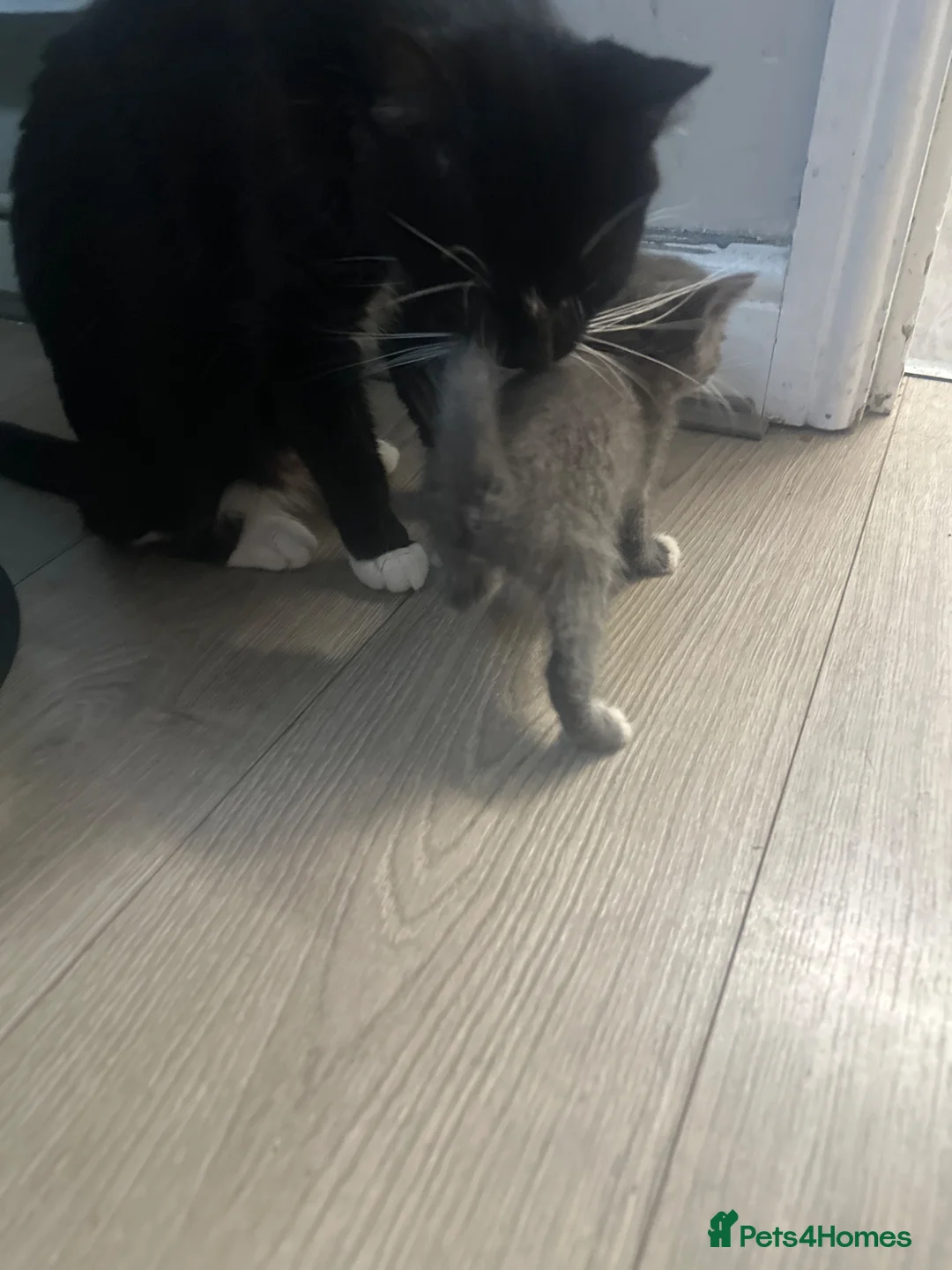 Russian Blue cats for sale: Russian blue x tabby cute kittens  - Advert 12