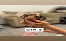 Miniature Dachshund dogs for sale: Stunning baby mini dachshunds  - Image 35